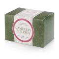 Camellia Sibirica (Камелия сибирика) с саган-дайлей